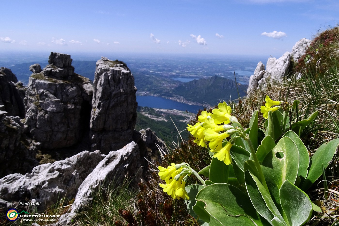 53 Orecchia d'orso su rocce torrioni cresta nord Resegone.JPG -                                